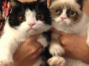 Things Cats Hate Most