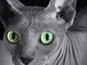 Things Should Know Before Bringing Home Sphynx