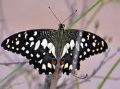 Butterfly Dragonfly Dragon