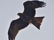 Black Kite பொன்னோவியம்.. கண்டேனம்மா எங்கெங்கும்