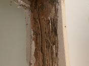 Reasons Termite Dangerous Your Home