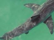 Cops Save Life Juvenile Shark