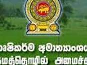 Vakarai Green Cucumbers Fetch 10.3 Months