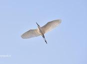 Flying White Birds Herons Egrets ஓடுமீன் உறுமீன் வருமளவும்