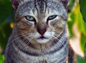 Stare என்னா முறைப்பு !!!!