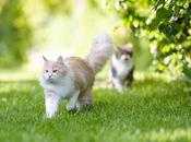 Tips Prevent Cats Foxes from Defecating Your Garden