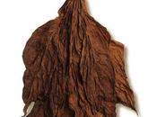 Grabba Leaf Fronto What Differences? (Complete Guide)