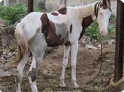 Punishment Maiming Animal What Says