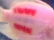 Women Charged with Felony Criminal Mischief Animal Cruelty Killing Fish