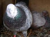 Squab What Juvenile Pigeon