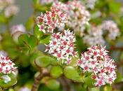 Make Jade Tree Bloom