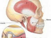 Temporomandibular Joint (TMJ)