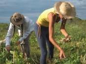 Sustainable Travel: Working Organic Farm