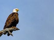 Bald Eagle: Majestic Ironic National Symbol