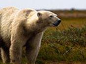 Walking with Polar Bears: Next Great Safari