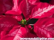 Care Poinsettias