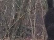 Black Squirrel Sighting