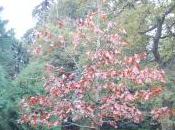 Quercus Velutina