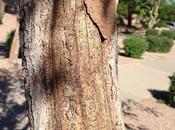 Reader Photo’s Termites Arizona