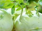 Kohlrabi: Health Benefits, Nutrition, Side Effects Recipes