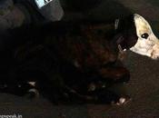 Beau Calf (not) Black White