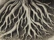 Tree Species Blocking Your Drains Plumber Help