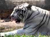 Tongue-twisting White Tiger