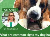 Dental Health, Doggy Style: What Common Signs Disease?