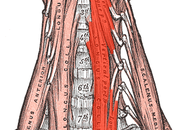 Cervical Anterior Longitudinal Ligament (ALL) Injuries: Need Know Centeno-Schultz Clinic