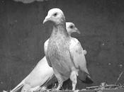 Home Alone Remaining Solitude