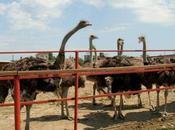 Visit Aruba Ostrich Farm! (2023 Review)