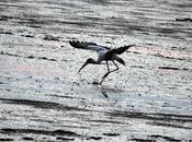 Painted Stork Landing