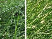 Best Grass Seed Pennsylvania Lawns
