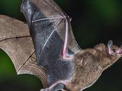 Amazing Animal Abilities That Might Know About