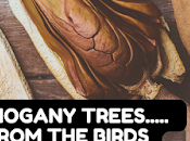From Seed Mighty Tree: Beauty Growing Mahogany Trees