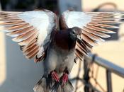 Chocolate Coloured Pigeon