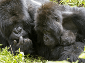 Travel Tips Your Gorilla Trekking Safari