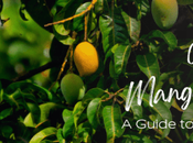 Varieties Mangoes India: Guide Best