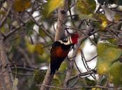Black-rumped Flameback !>!>? மனம் கொத்திப் பறவை