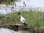கொக்கு கோழி Asian OpenBill