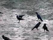 Parliament Crows