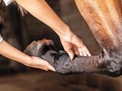 Horse Diseases Affecting Hock Joint Treatment Ayurveda
