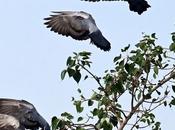 Pigeons Theen, Char, Paanch,