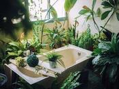 Plants with Benefits: Beautiful Décor-ready Live Houseplants