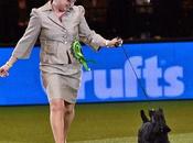 Lifting Scottish Terrier Tail Controversy Crufts