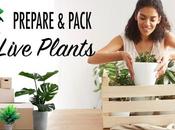 Prepare Pack Live Plants Shipping.