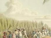 Barbados Landscape History: Coral Island