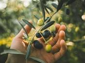Olives Unveiled: Unlocking Secrets Their Health Benefits Potential Risks