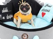 Find Right Designer Beds Your Pup?
