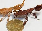 Amazing Animals That Mimic Plants